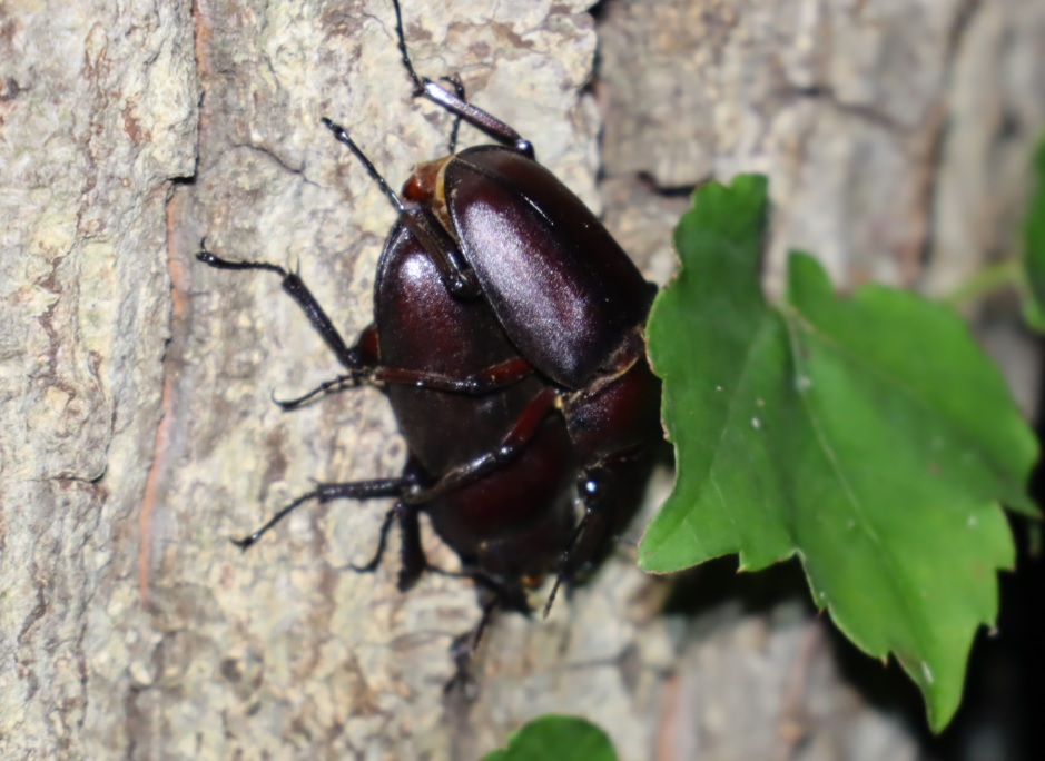 ノコギリクワガタのペア_No4のコナラ_クワガタ達のオアシス_2023年7月10日19時25分 気温31.3度